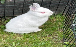 Netherland Dwarf rabbits for sale: Netherland dwarf boy  - Image 2