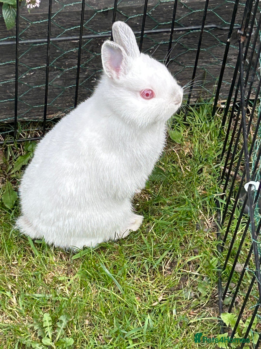 Netherland Dwarf rabbits for sale: Netherland dwarf boy  - Image 2