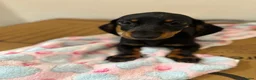 Miniature Dachshund dogs for sale: Adorable Miniature Dachshund Girl in Enfield - Advert 6