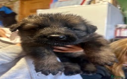 German Shepherd dogs for sale: Beautiful Litter of German Shepherd Puppies - Image 6