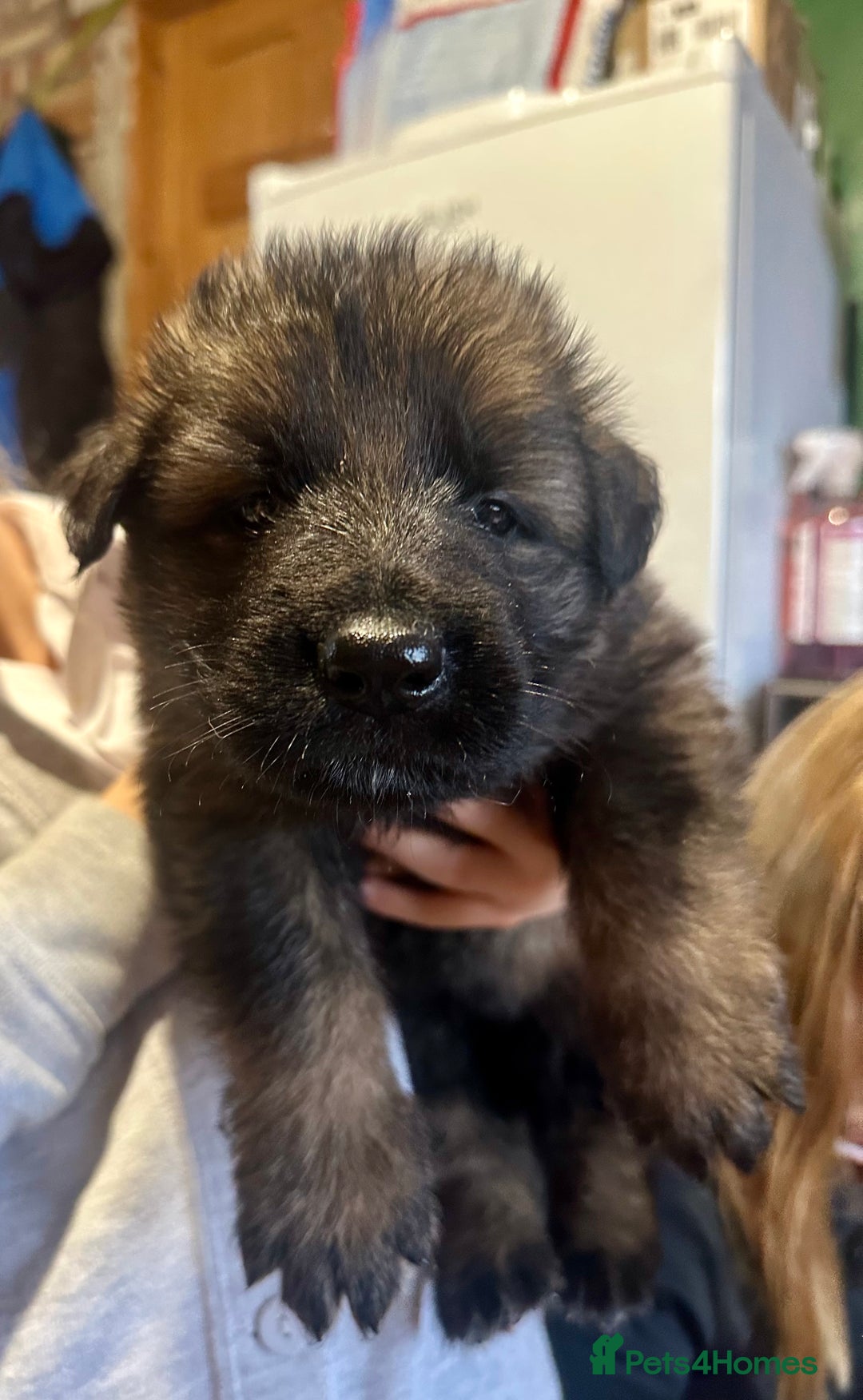 German Shepherd dogs for sale: Beautiful Litter of German Shepherd Puppies - Image 6