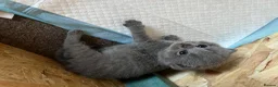 British Shorthair cats for sale: 🐾Beautiful British Shorthair Kittens🐾 - Advert 8