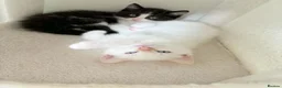 Mixed Breed cats for sale: Ragdoll-X-BSH - Advert 21