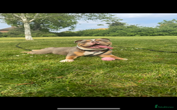 English Bulldog dogs for sale: Beautiful Female English Bulldog for sale  - Advert 1