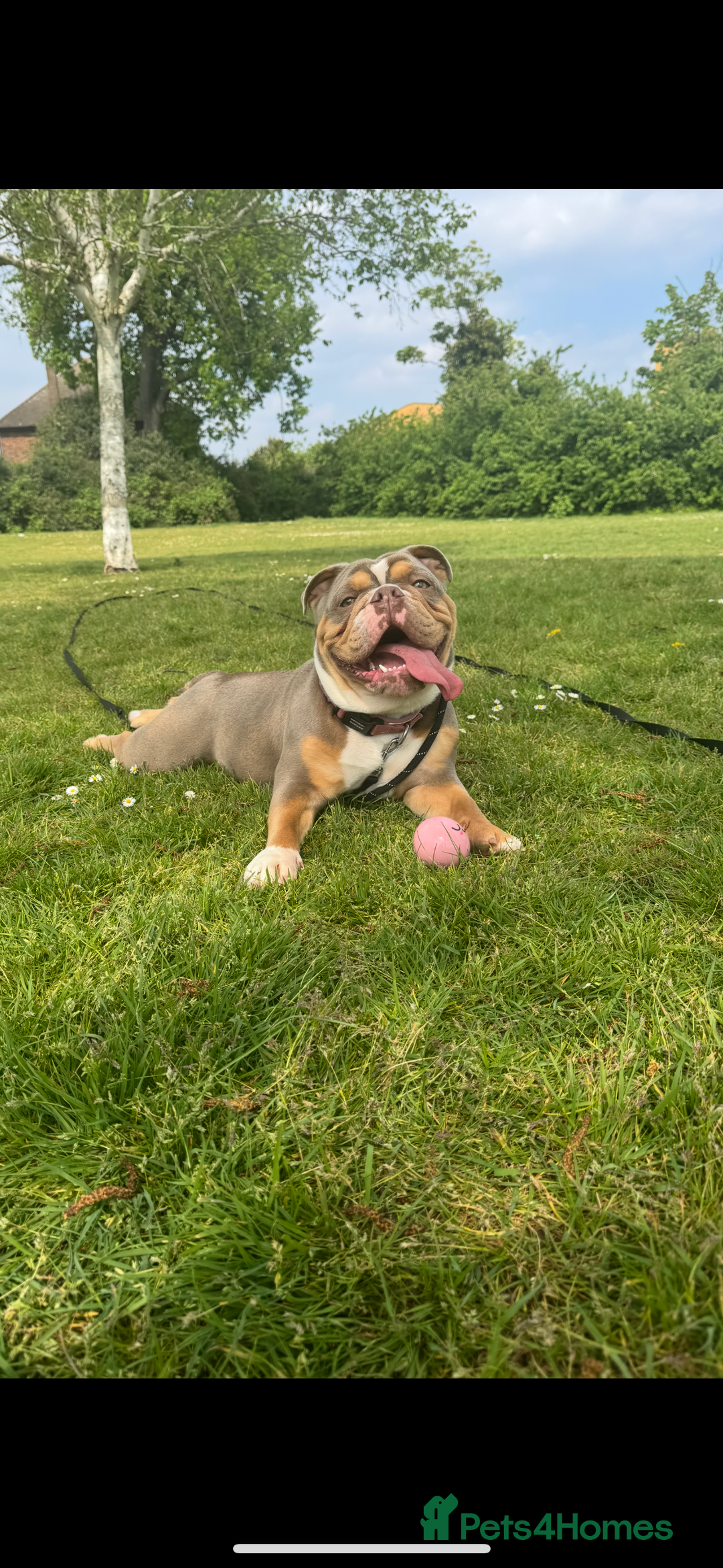 English Bulldog dogs for sale: Beautiful Female English Bulldog for sale  - Advert 1