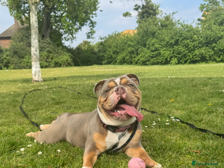 English Bulldog dogs Beautiful Female English Bulldog for sale - Advert 5