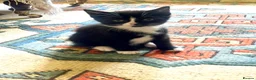 Mixed Breed cats for sale: Lovely half British shorthair half Russian blue  in Godalming - Advert 22