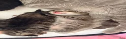 British Shorthair cats for sale: Two girls left looking for their forever homes  - Advert 3