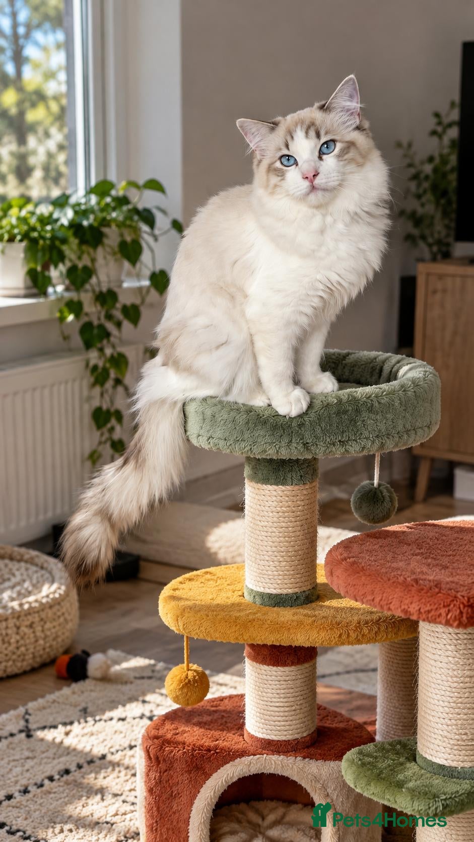 Ragdoll cats STUNNING TICA REGISTRED RAGDOLLS - Advert 1