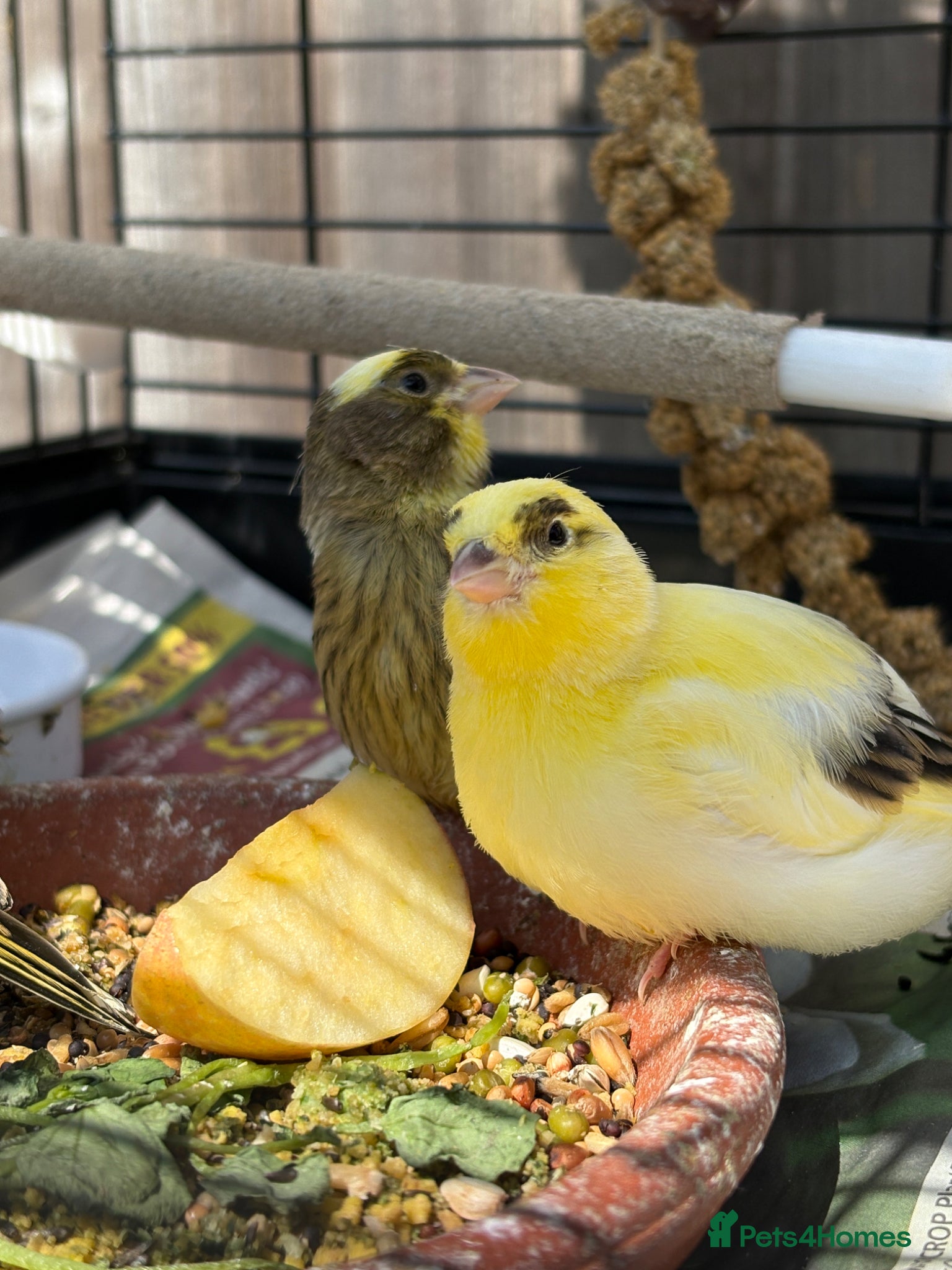 Canaries birds Canary chicks - Advert 7