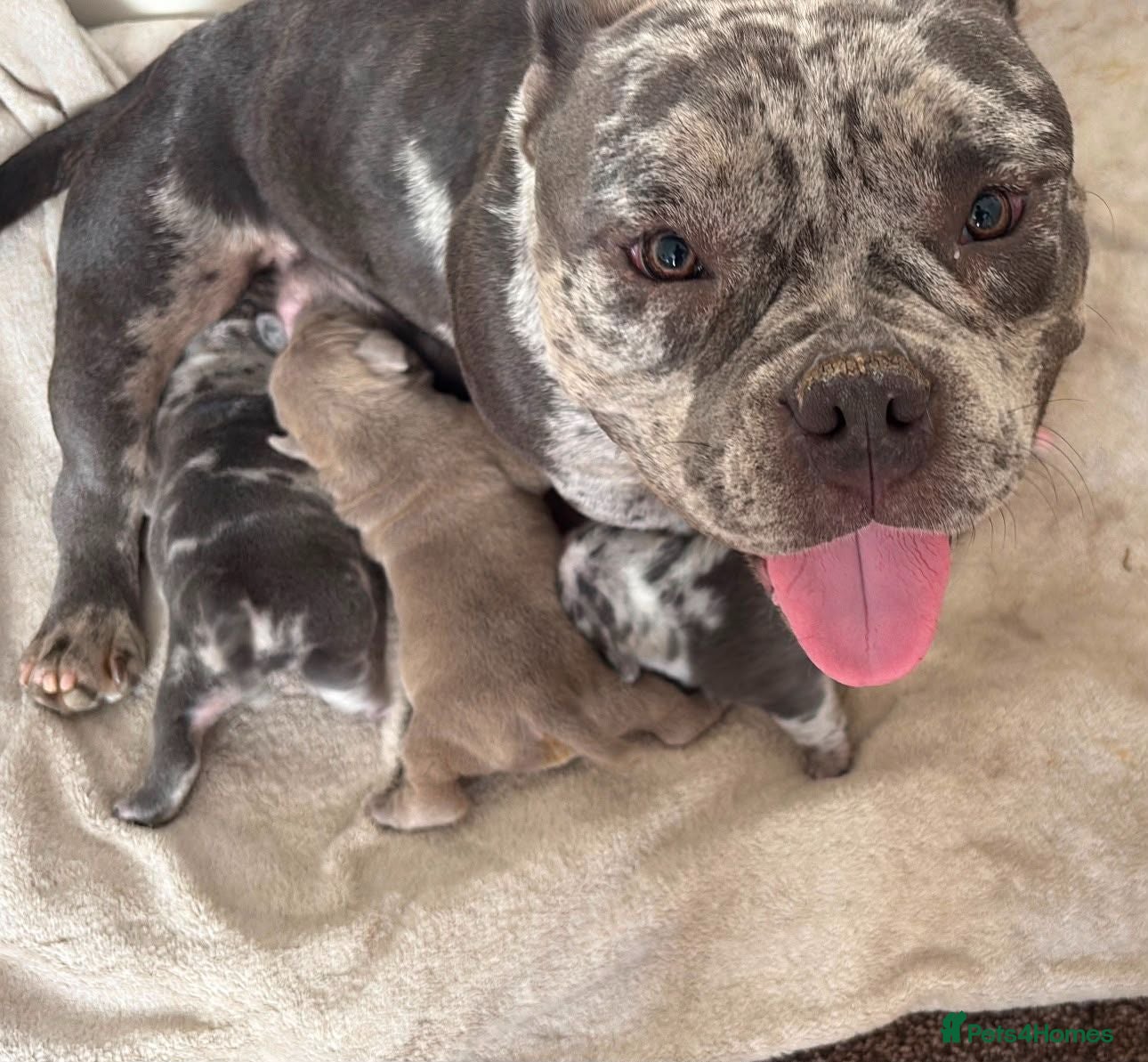 Mixed Breed dogs Bully staffy cross puppies.  - Advert 1