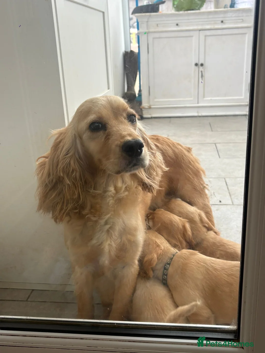 Cocker Spaniel dogs for sale: Gorgeous Cocker Spaniel Puppies  - Advert 18