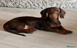 Miniature Dachshund dogs for sale: Male and female miniature dachshunds - Image 1