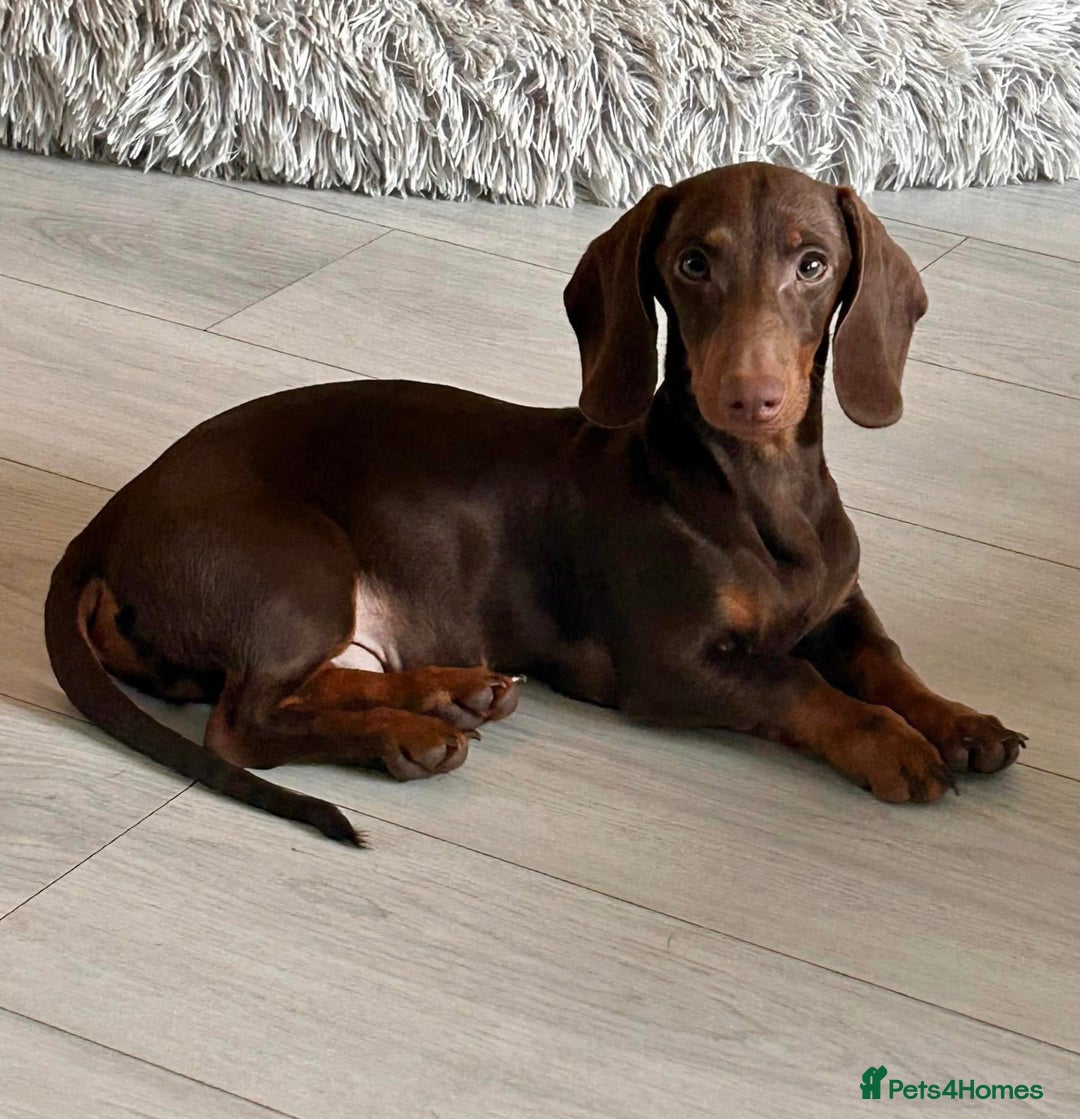 Miniature Dachshund dogs for sale: Male and female miniature dachshunds - Image 1