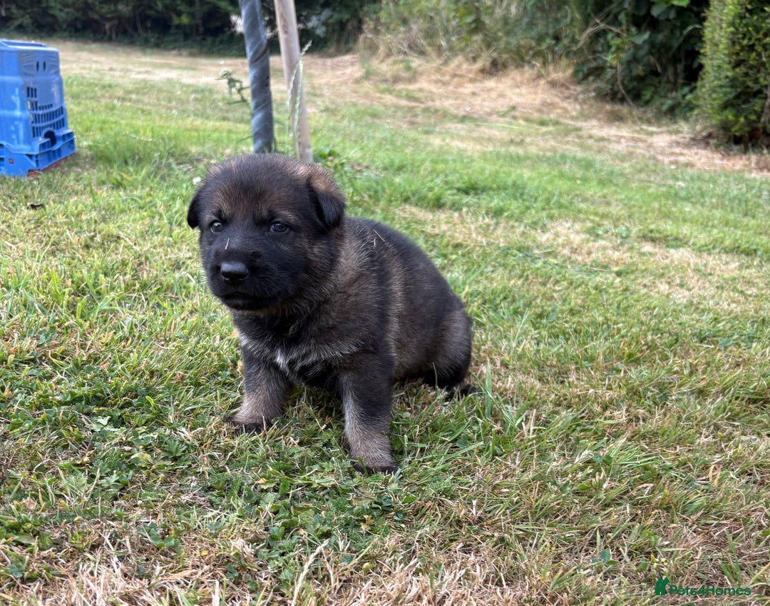 German Shepherd dogs for sale: Vonlisand M-litter - Image 3