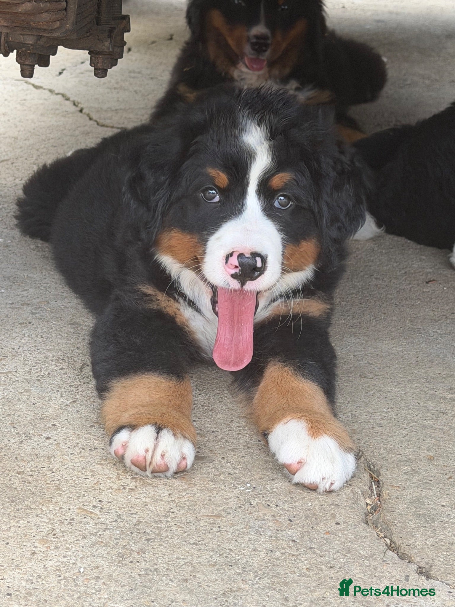 Bernese Mountain Dog dogs  Bernese mountain dog puppies READY NOW - Advert 2