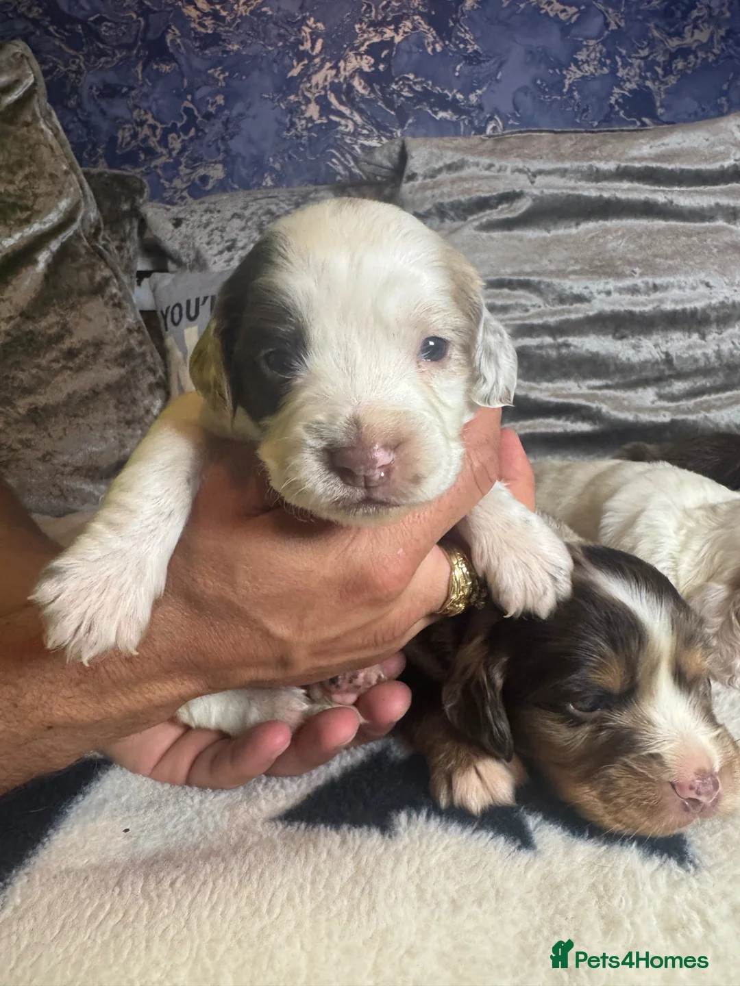 Sprocker dogs for sale: Sprockers F1 unique markings  - Advert 1