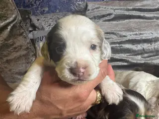 Sprocker dogs Sprockers F1 unique markings - Advert 5