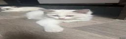 Ragdoll cats for sale: Ragdoll kitten  - Advert 2