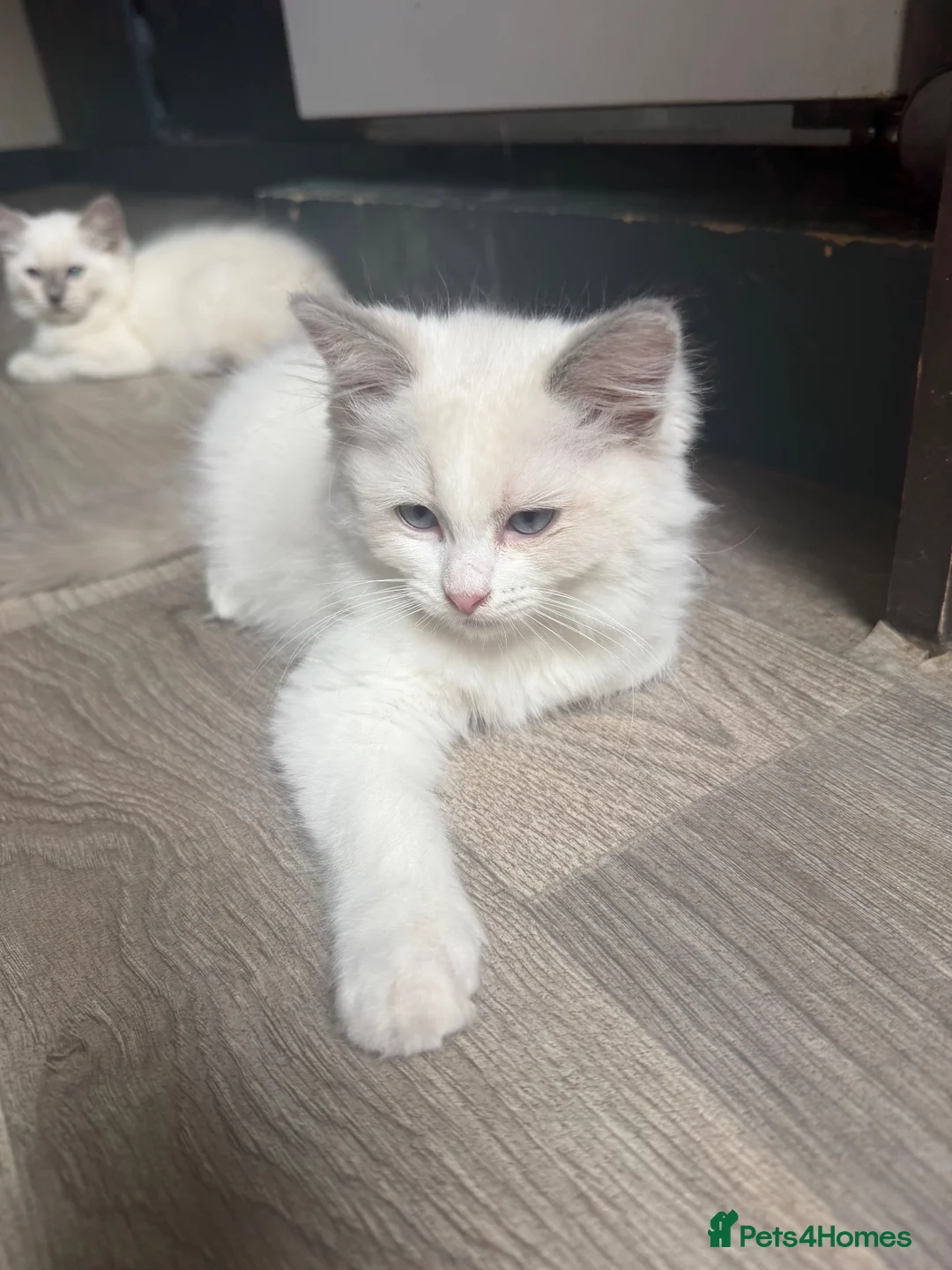 Ragdoll cats for sale: Ragdoll kitten  - Advert 2