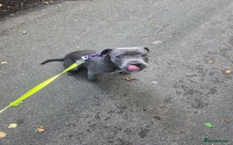 Staffordshire Bull Terrier dogs for sale: Gorgeous girl Blue and white staffy  - Image 3