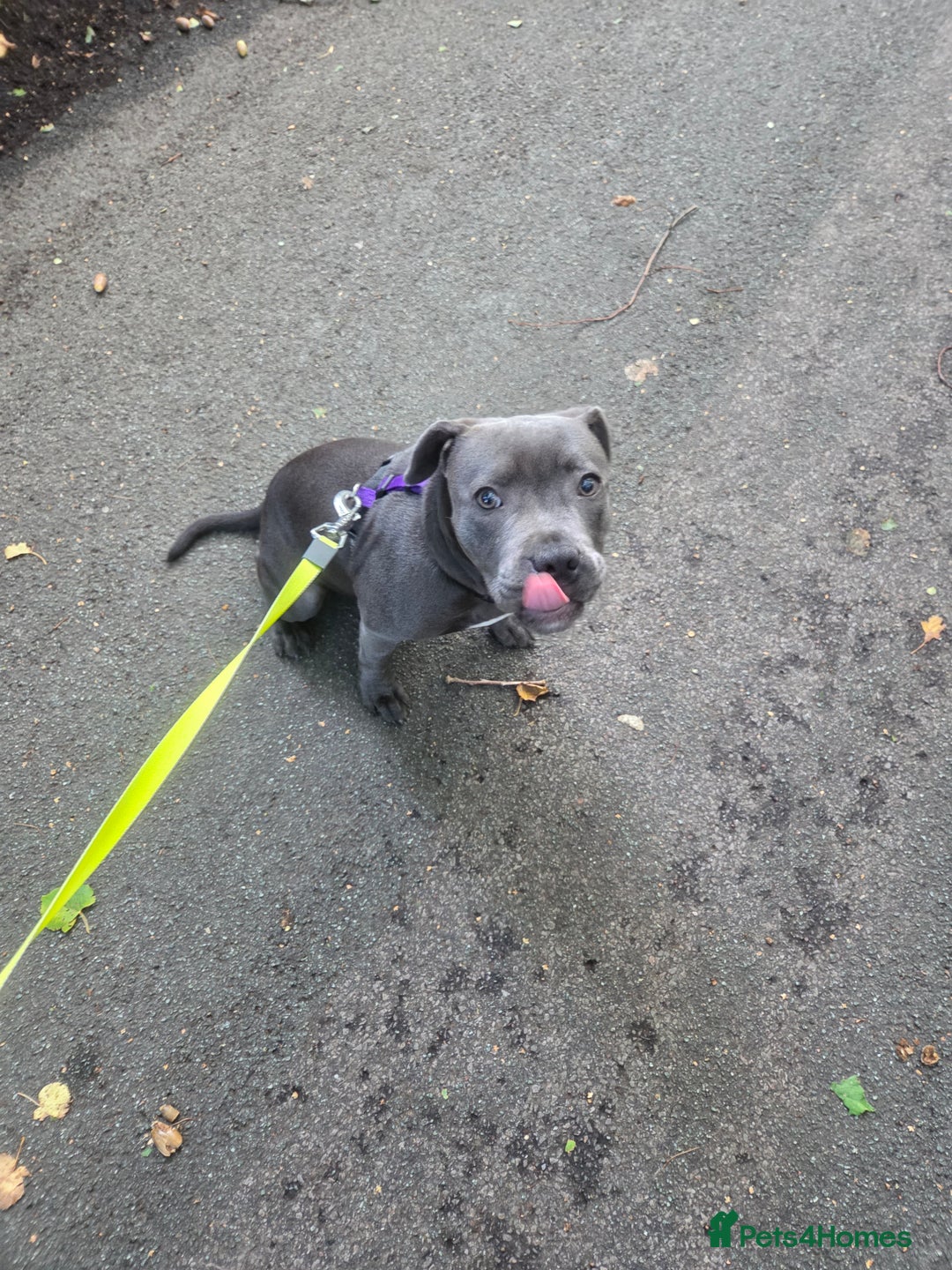 Staffordshire Bull Terrier dogs for sale: Gorgeous girl Blue and white staffy  - Image 3