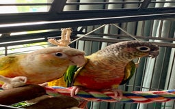 Conures birds for sale: Male & Female Red Factor Pineapple Conures - Image 6