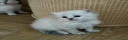 Siberian cats for sale: Siberian kittens with weekly updates  - Advert 8