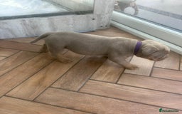 Olde English Bulldogge dogs for sale: Olde English Bulldog Puppies - Image 7