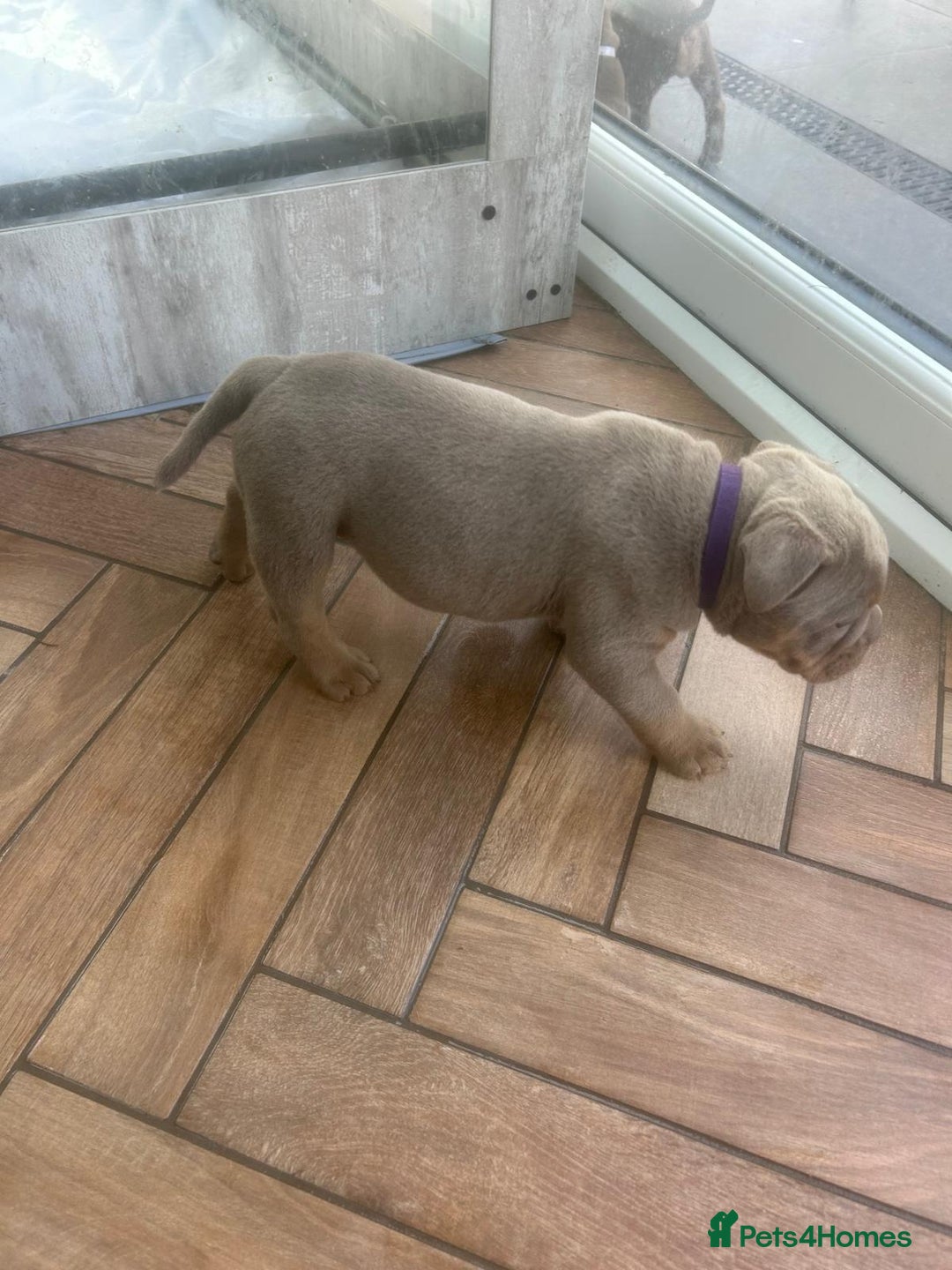 Olde English Bulldogge dogs for sale: Olde English Bulldog Puppies - Image 7