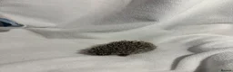 Pygmy Hedgehog rodents for sale: African Pygmy hedgehog babies for sale in Redruth - Advert 11