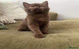British Shorthair cats for sale: Chocolate and Red British Shorthair and Longhair - Image 2