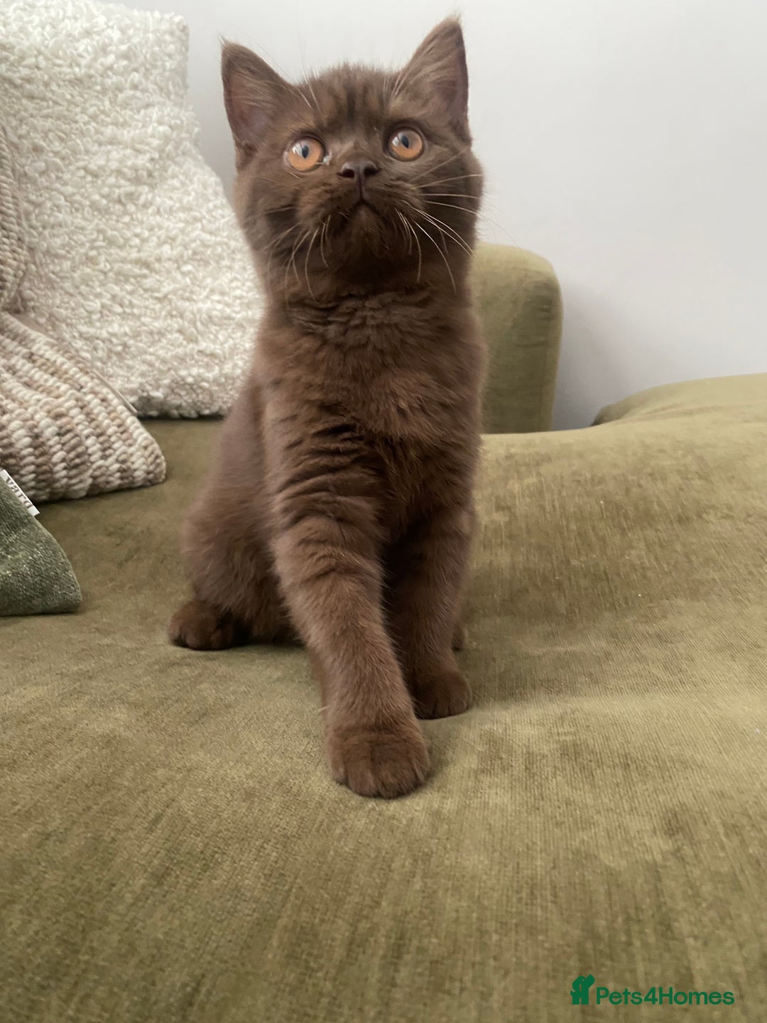 British Shorthair cats for sale: Chocolate and Red British Shorthair and Longhair - Image 2