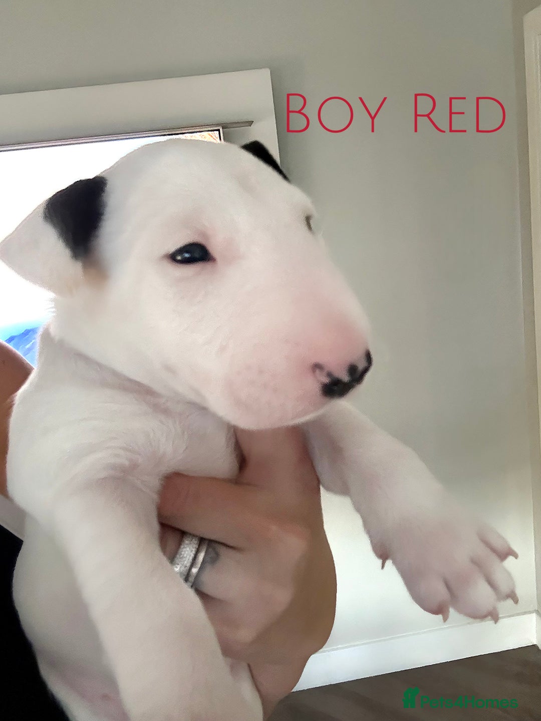 English Bull Terrier dogs for sale: Stunning Pedigree English Bull Terrier Puppies  - Advert 35