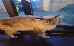 Ragdoll cats for sale: Kittens for sale - Image 31