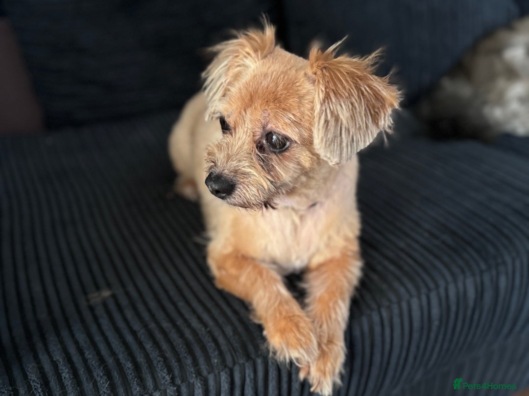 Shih Tzu dogs for sale: 2 dogs for rehoming  - Image 5