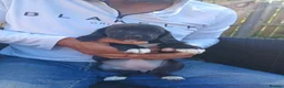 Mixed Breed dogs for sale: Beaglepoo Pups in Caerphilly - Advert 2