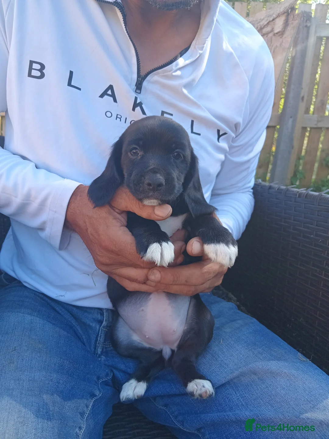 Mixed Breed dogs for sale: Beaglepoo Pups in Caerphilly - Advert 2