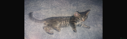 Savannah cats for sale: Savannah Cross Kittens - Advert 8