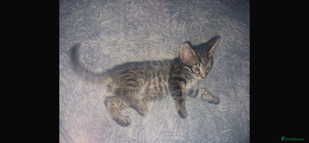 Savannah cats for sale: Savannah Cross Kittens - Advert 8