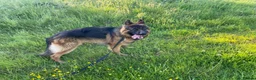 German Shepherd dogs for sale: This is boss looking for his forever home  - Advert 5