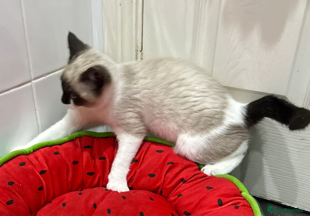 Ragdoll cats for sale: Ragdolls kitten 1 boy 2 girls Dob 12/11/25 - Advert 8