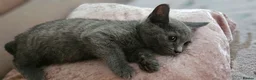 Domestic Shorthair cats for sale: Beautiful Grey Female Kitten – 11 Weeks Old - Advert 2