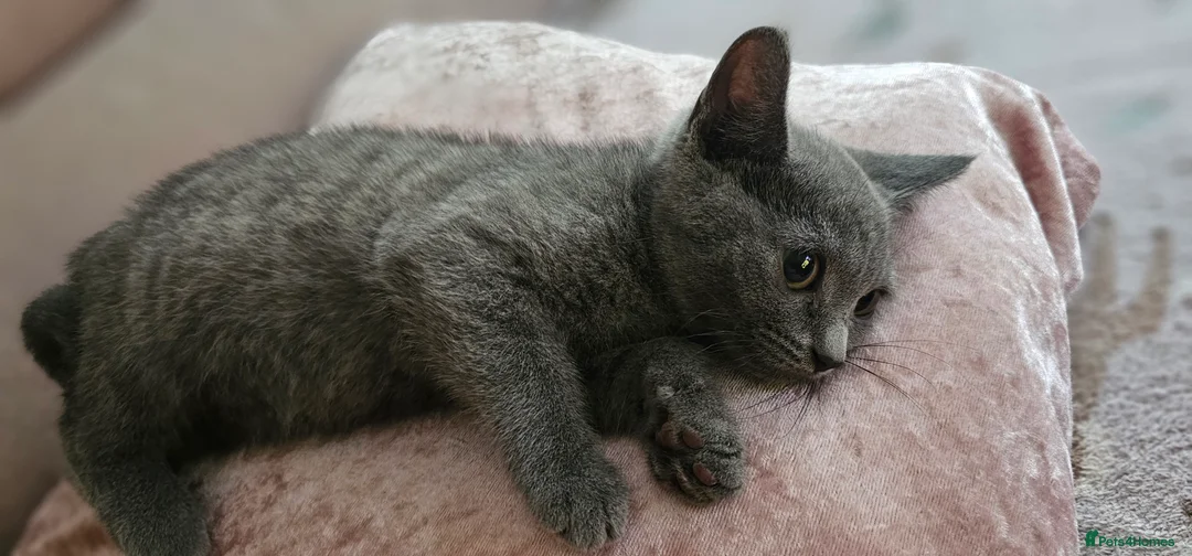 Domestic Shorthair cats for sale: Beautiful Grey Female Kitten – 11 Weeks Old - Advert 2