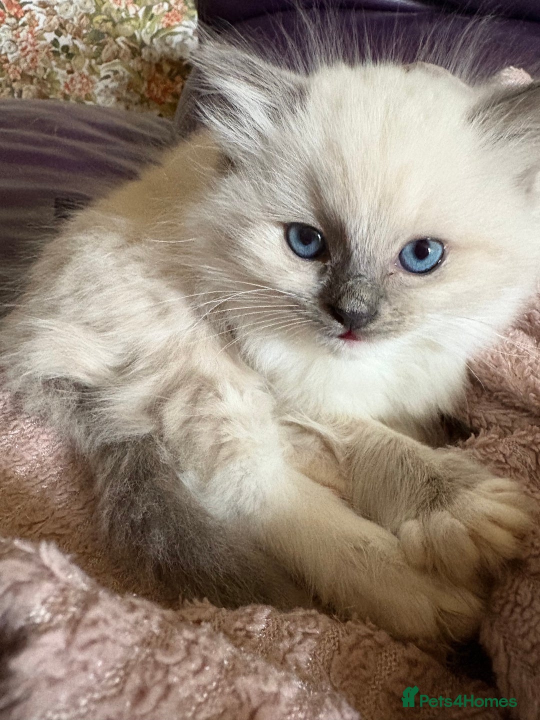 Ragdoll cats for sale: Ragdoll Kittens ready now* - Image 19