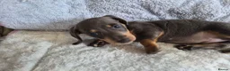 Miniature Dachshund dogs for sale: Miniature Dachshund puppies  in Barnsley - Advert 20