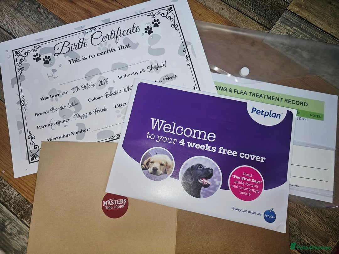 Border Collie dogs for sale: Border Collie Puppies - Image 13