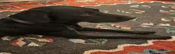 Labrador Retriever dogs for sale: KC Labradors | Wonderful Family Temperaments in London - Advert 6