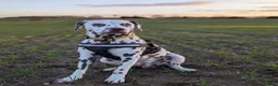 Dalmatian dogs for stud: 100% LIVER SPOTTED DALMATIAN STUD - Advert 5