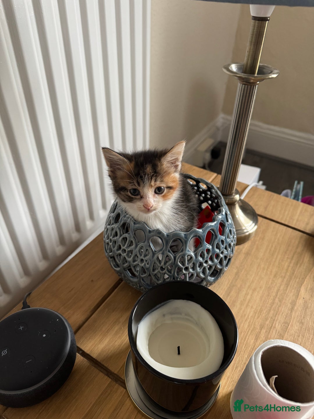 Domestic Shorthair cats for sale: Tabby kitten  - Advert 8